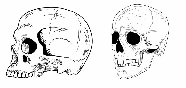 Skull head vector side