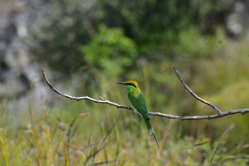Green Bee Eater Bird Perched on Branch with Clear Background - Wildlife Stock Photo
