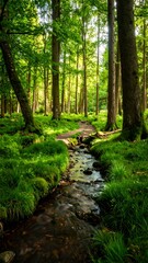 Sunny forest stream path