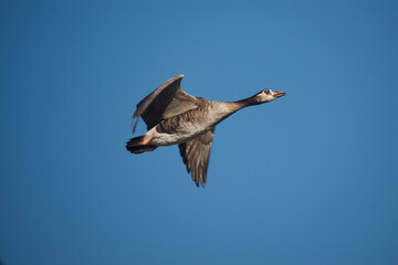flying geese against a blue background