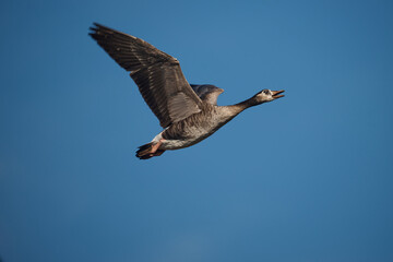 flying geese against a blue background