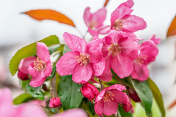 Fresh pink flowers of a blossoming apple tree with blured background