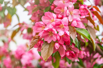 Fresh pink flowers of a blossoming apple tree with blured background