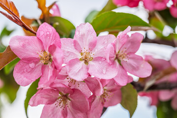 Fresh pink flowers of a blossoming apple tree with blured background