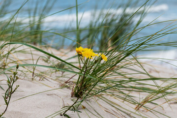 Yellow flower on a sand dune on the Baltic Sea coast.