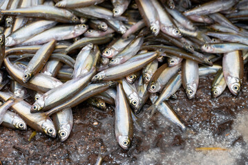 Small Anchovies silver fish. Fish sprats at the fish market. Fresh organic fish