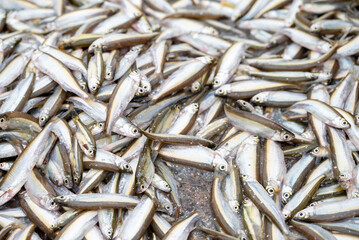 Small Anchovies silver fish. Fish sprats at the fish market. Fresh organic fish