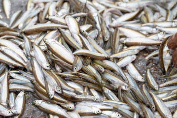 Small Anchovies silver fish. Fish sprats at the fish market. Fresh organic fish