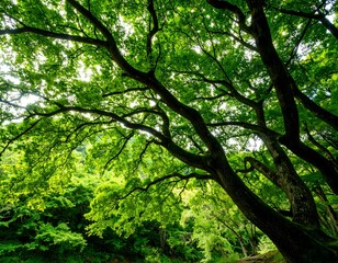 Obraz premium Lush green canopy