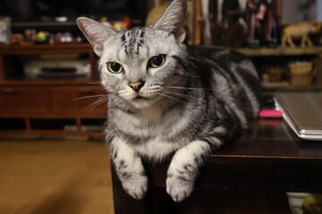 Cat on the living room table