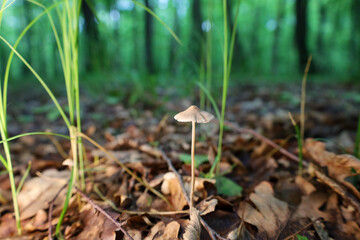 ​A low-angle shot focuses on a small mushroom growing among fallen leaves and grass, creating a surreal perspective. The image conveys the enchanting, secret world of the forest floor, where the small