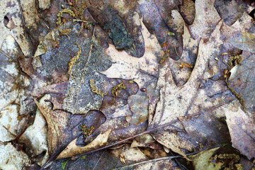An abstract image of fallen leaves on the ground, creating a rich texture and a diverse color palette. This close-up conveys the cycle of nature, showing the beauty of decomposition and change in the 
