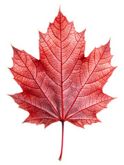 Detailed Red Maple Leaf with Visible Veins Isolated on Transparent Background