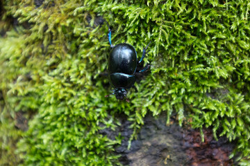 A close-up of a dark dor beetle crawling on a textured surface of green moss reveals the amazing...