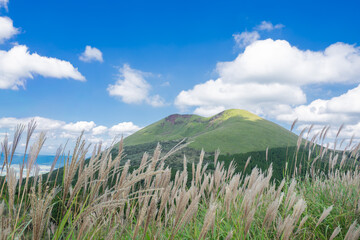 山を背景にしたススキ