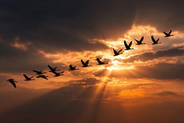 Silhouetted geese in flight, a sunset sky