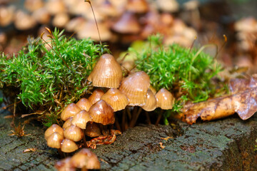 A family of small mushrooms growing on a dark, damp stump, surrounded by bright green moss and autumn leaves. This macro photograph perfectly captures the details of forest flora and the natural beaut