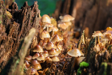 Bright light illuminates a dense cluster of mushrooms growing on decaying wood. Their glossy, translucent caps stand out against the dark tree trunk, showcasing the details and textures of the forest 