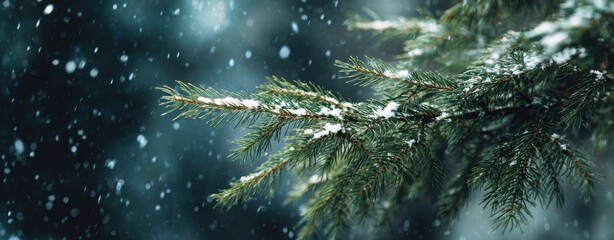 Obraz premium The pine branch dusted with fresh snow against a soft bokeh winter background