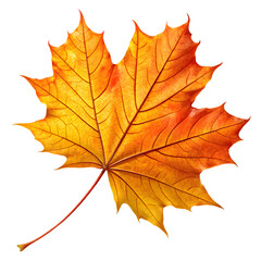Fototapeta premium Vibrant orange and yellow maple leaf isolated on black background