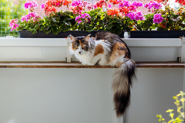Bunte Katze liegt auf einem gesicherten Balkon.