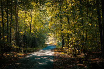 Sonnenlicht durchfluteter Fahrradweg im Wald.