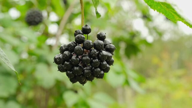 Branch with ripe eleutherococcus fruits.