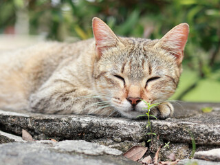 adorable, animal, animal photography, animal portrait, asleep, candid, cat, close-up, companion, concrete, creature, cute, daylight, domestic, ears, feline, feral, fluffy, focused, fur, garden, ginger
