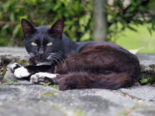 a black and white cat with striking green eyes, lying on a stone ledge. The cat is looking directly at the camera, with a serious expression and a blurred background of green foliage.