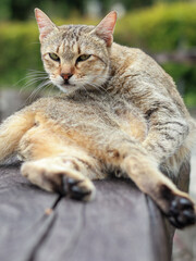 a tabby cat with a scruffy appearance, lying on a wooden bench. The cat is looking directly at the camera, with one leg stretched out and a blurred green background.