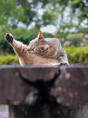 a tabby cat with a scruffy appearance, sitting on a bench with one paw raised to scratch its head. The cat is seen from a low angle with a blurred background of greenery and a park.