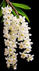 Cascading white blooms hang from a curved branch, against a dark backdrop, with vibrant green leaves extending from the stem