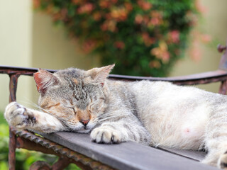 a scruffy-looking tabby cat with its eyes closed, sound asleep on a wooden and iron bench. Its paw is resting on the armrest, with a blurred background of greenery and flowers.
