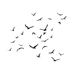 A flock of flying silhouette birds. Black on white background. Vector