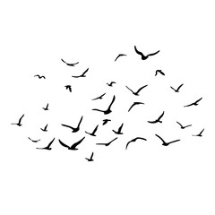 A flock of flying silhouette birds. Black on white background. Vector