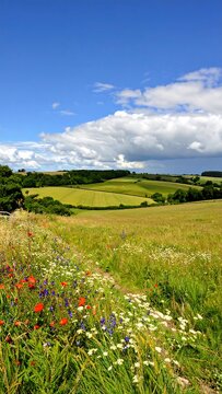 Lush meadow path under a vibrant sky