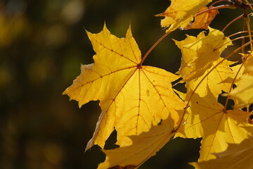 Blätter des Ahorn im Herbst