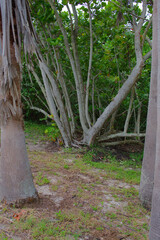 Lush Greenery and mangrove Trees in a Serene Natural Setting. Tranquil forest scene showcasing...