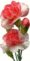 Beautiful Bouquet of Fresh Pink and White Carnation Flowers Against a White Background