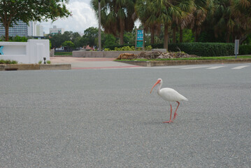 A white ibis bird is standing on an urban street, surrounded by trees, greenery, and city elements. The bird's distinctive features, coupled with the setting, create a unique juxtaposition of nature a