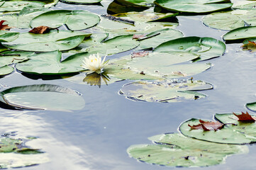 Nymphaean flower with floating leaves