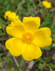 Bright yellow flower in garden setting