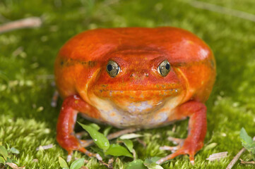 Tomato Frog or Crapaud Rouge de Madagascar (Dyscophus antongilii), Madagascar