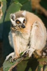 Ring-tailed Lemur (Lemur catta) on cactus, Near Threatened, Berenty nature reserve, Madagascar