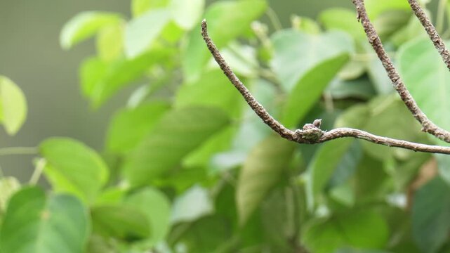 Whiskered Treeswift (Hemiprocne comata) on a branch bird watching in the forest