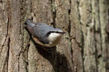 The nuthatch bird on a tree trunk. Birds of the European part of Russia