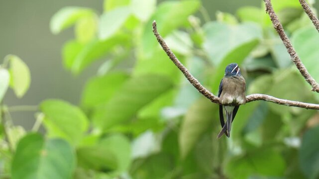 Whiskered Treeswift (Hemiprocne comata) on a branch bird watching in the forest