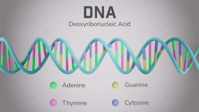 Rotating 3D animation of DNA double helix with labeled bases Adenine, Thymine, Guanine, and Cytosine. Color-coded nucleotides illustrate genetic pairing for biology, molecular science, and education.