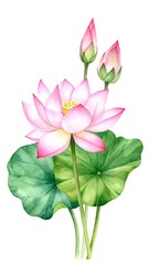 Delicate lotus flower illustration