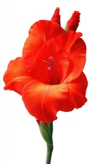A vibrant, isolated gladiolus flower in full bloom, showcasing its rich red petals and delicate purple pistil. Two buds rest alongside the flower on green stem
